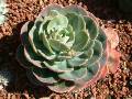 Succulent _1 